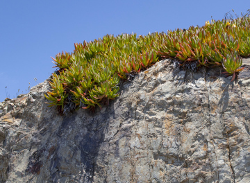 Pflanzen auf den Felsen