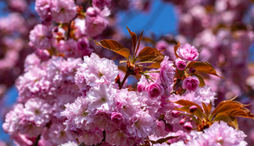 Blühende japanische Kirsche, Stockfoto