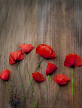 Rote Mohnblumen auf einem hölzernen Hintergrund