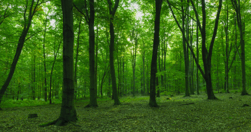 Bäume in einem Laubwald, Stockfoto mit grünem Schimmer