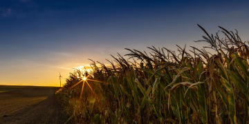 Anbau von Mais. Ackerland und untergehende Sonne.