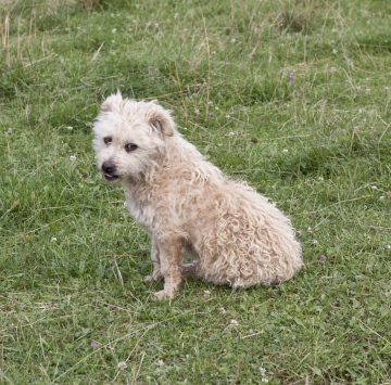 Hund auf Wiese