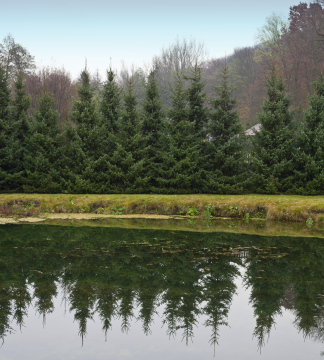 Wasser in einem kleinen Teich