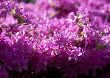 Rosa Rhododendren