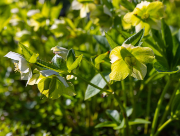 Helleborus orientalis im Garten
