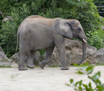 Elefant auf dem Laufsteg