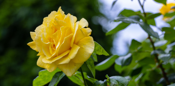 Gelbe Rose, kostenloser Bild-Download