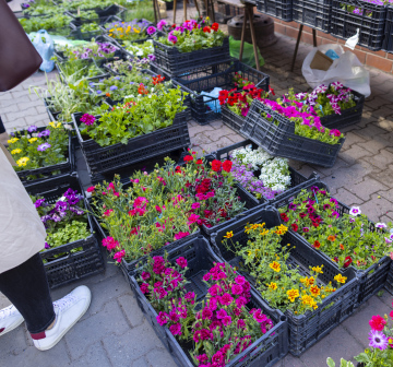 Verkauf von Blumen zum Pflanzen