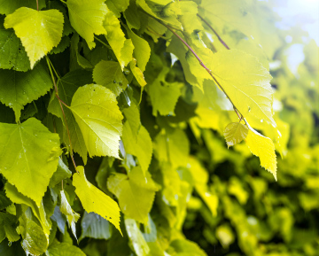 Blätter am Baum