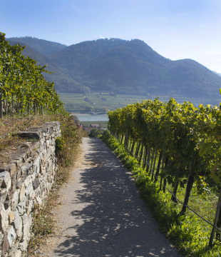 Solar Vineyard auf dem Hintergrund des Flusses