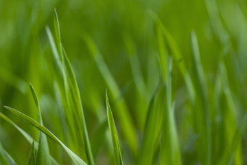 Grünes Gras auf verschwommenem Hintergrund, Stockfoto