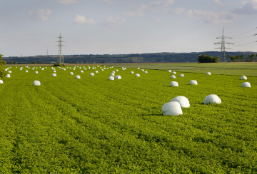 Silage auf dem Feld