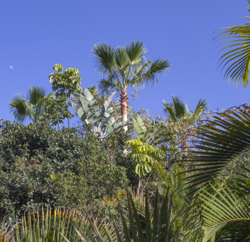 Tropische Vegetation