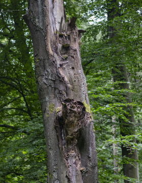 Ein fauler Stamm im Wald