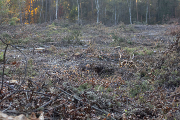 Wald nach dem Rodeln