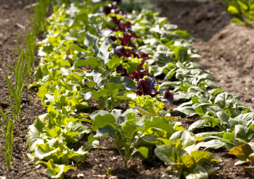 Anbau von Gemüse im Garten