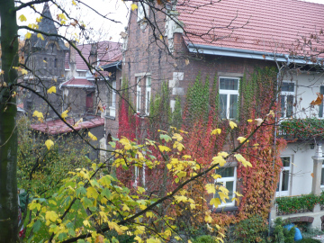 Haus in wildem Wein im Herbst