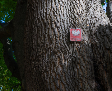 Naturdenkmaltafel an einem Baum