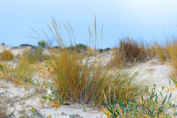 Wilde Gräser in den Sanddünen