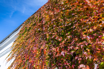 Die Wand des Gebäudes mit Weinreben bewachsen.