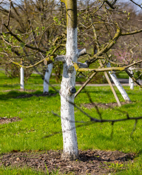 Obstbaum in einem Obstgarten mit weißem Stamm