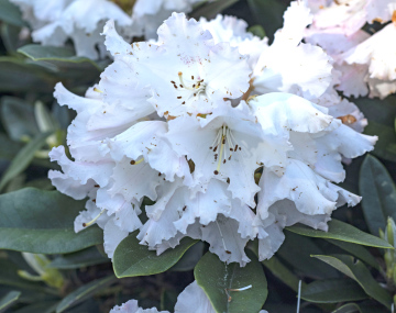 Weißer Rhododendron