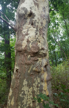 Platanus Rinde