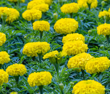 Gelbe Tagetes-Blumen im Garten.