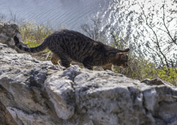 Katze auf den Felsen