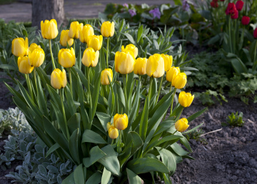 Gelbe Tulpen in einer Gruppe