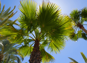 Palmen und tropische Pflanzen in der Sonne