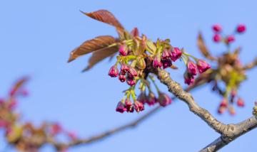 Japanische Kirsche, Blütenentwicklung an Zweigen im Frühjahr