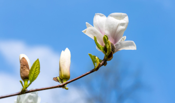 Ein Zweig mit einer weißen Magnolienblüte