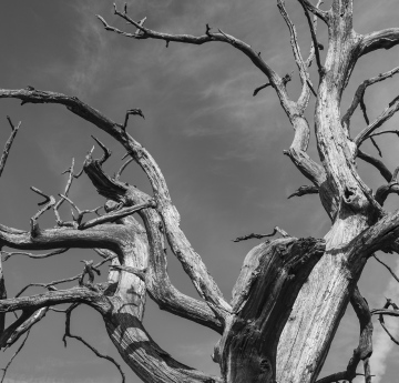 Trockene Baumäste, ein verdorrter Baum