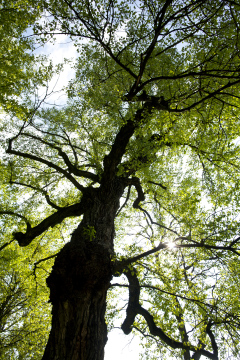 Riesiger Baum auf Himmelhintergrund