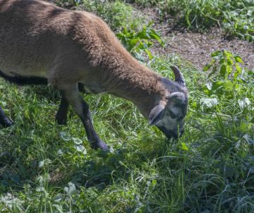 Braune Schafe auf der Weide