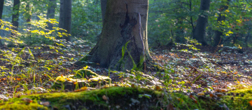 Stamm eines Laubbaums im Wald