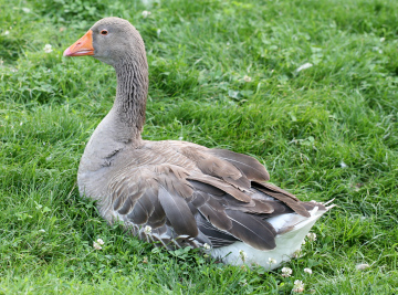 Gans auf dem Gras