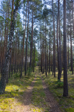 Unbefestigter Weg durch den Wald stockfoto