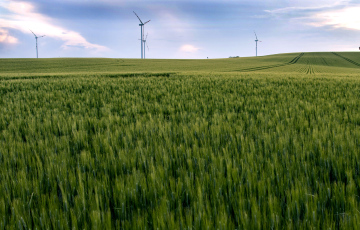Windkraftanlagen in einem Feld mit Getreide