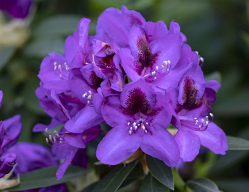 Rhododendronviolett