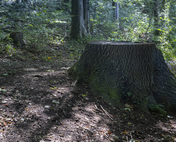Ein dicker Stamm im Wald, eine Stelle, an der ein Baum umgefallen ist