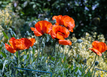 Blühender Mohn im Garten