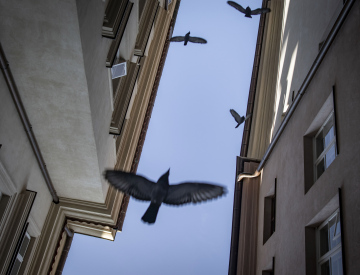 Vögel zwischen den Dächern von Gebäuden