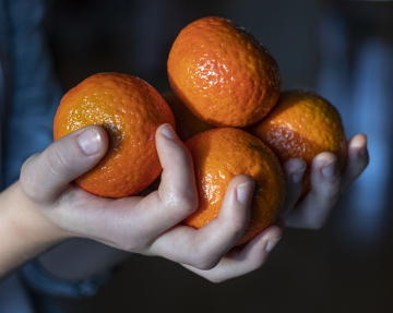 Mandarinen in Händen
