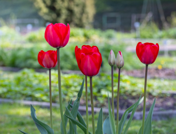 Rote Tulpen im Garten