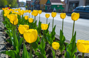 Gelbe Tulpen an der Straße in der Stadt.