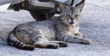 Schläfrige Katze auf der Straße