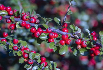 Irgas rote Frucht (Cotoneaster)