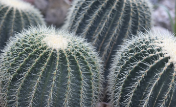 Kaktus, Schwiegermuttersessel, Echinocactus grusonii